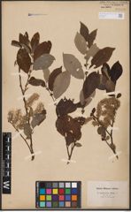 Foto von Salix aurita L. x Salix caprea L.